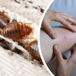 Understanding and Managing the Challenge of Bed Bugs in Oxford Homes