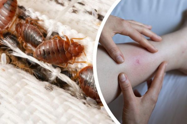 Understanding and Managing the Challenge of Bed Bugs in Oxford Homes
