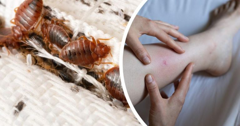 Understanding and Managing the Challenge of Bed Bugs in Oxford Homes