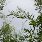 olive cultivation project
