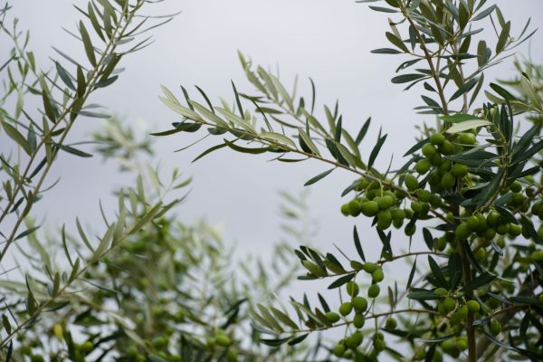 olive cultivation project