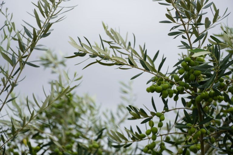 olive cultivation project