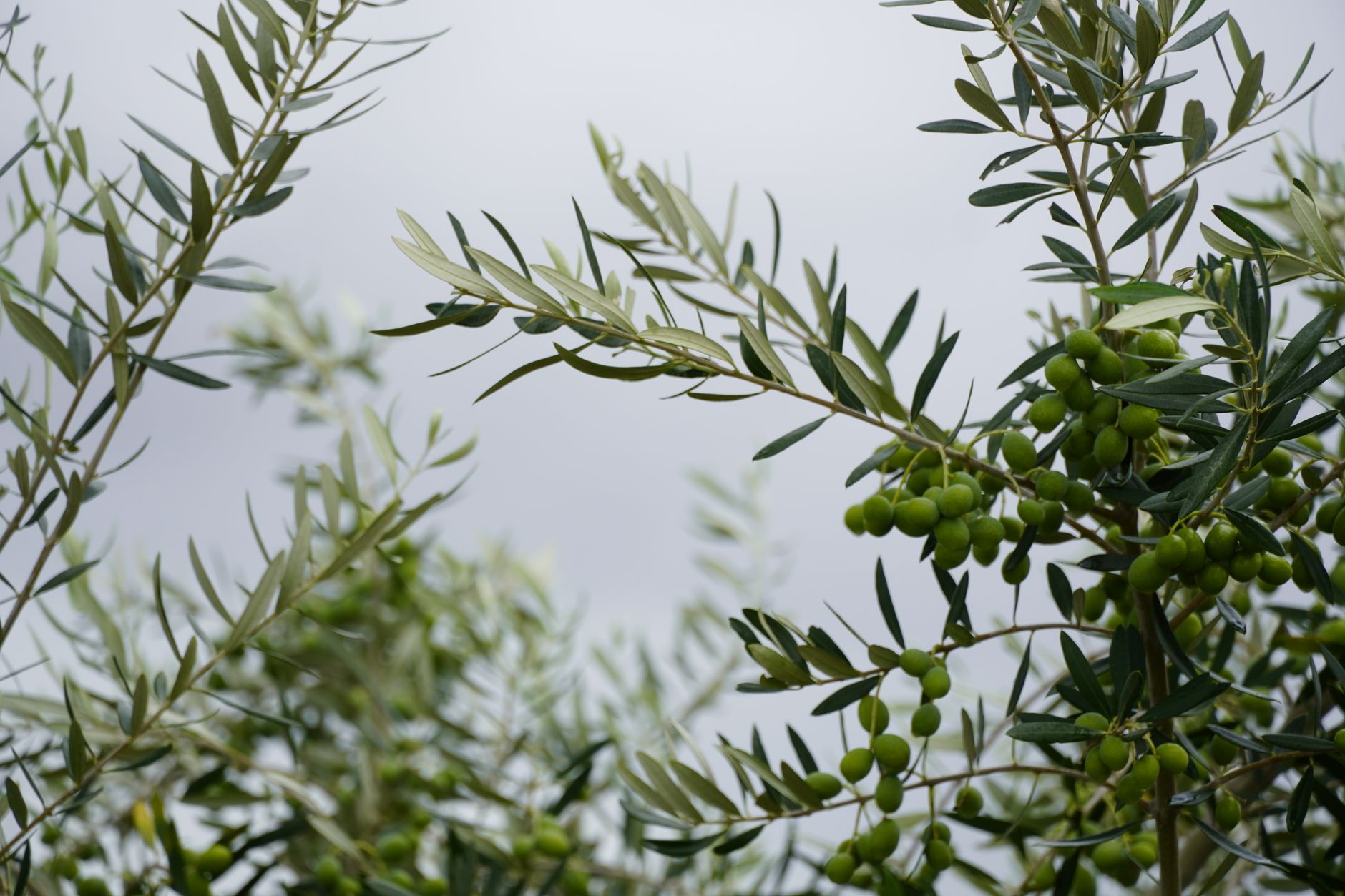 olive cultivation project